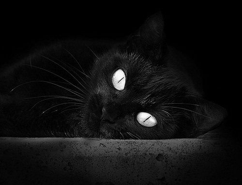 德甲多特蒙德新援表现令人期待，多特蒙德拿过几年德甲冠军