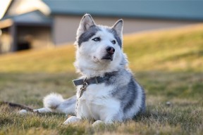 爱游戏中国电竞-意甲外援表现抢眼，提升整体水平，意甲阵容